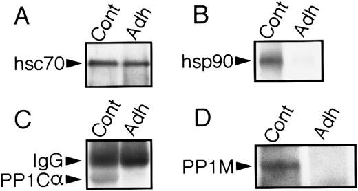 Fig. 5. hsp90, PP1Cα, and PP1M are released from the hsc70 phosphoprotein complex during platelet adhesion to collagen. Anti-hsc70 immunoprecipitates from lysates of resting (Cont) and adherent (Adh) platelets were separated by SDS-PAGE minigels, and Western blots were performed with the appropriate antibodies as described in the Materials and Methods. (A) Equal amounts of hsc70 were immunoprecipitated from resting and adherent platelets. (B) hsp90 dissociates from hsc70, (C) PP1Cα dissociates from hsc70, and (D) PP1M dissociates from hsc70 when platelets adhere to collagen.