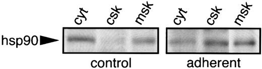 Fig. 6. Translocation of hsp90 from the cytoplasm to the cytoskeleton and membrane skeleton during platelet adhesion to collagen. Resting and adherent platelets were solubilized in lysis buffer and cytoskeletal (csk), membrane-skeleton (msk), and cytosol (cyt) fractions were prepared by using differential centrifugation.30 The fractions were subjected to 8% SDS-PAGE and transferred to nitrocellulose membranes. The presence of hsp90 in each fraction was examined by Western blot analysis using the hsp90 antibody AC88. The location of hsp90 is indicated by the arrow. One of two similar experiments is shown.