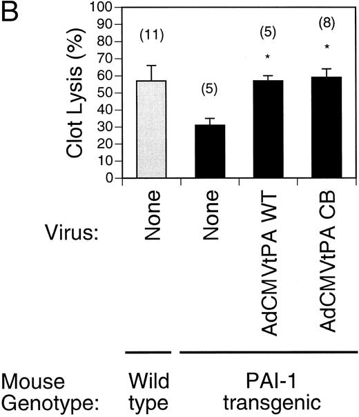 Fig. 3. Comparison of pulmonary plasma clot lysis in mice injected with wild type versus inhibitor-resistant t-PA-expressing adenoviruses. Clot lysis experiments were performed 4 days after gene transfer. The residual radioactivity in clots was measured after 4 hours of lysis. Values represent mean ± SEM of the indicated number of mice in parentheses. *P < .05 v lysis in uninjected mice (none) of the same genotype. (A) Clot lysis in t-PA−/− mice. (B) Wild type (shaded bars) and PAI-1–overexpressing transgenic mice (solid bars) were injected intravenously with 5 × 108 pfu recombinant viruses AdCMVt-PAWT and AdCMVt-PACB.