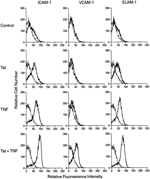 Fig. 5. Effect of TNF-α on HIV-Tat–induced adhesion molecules on EC. EC monolayers were incubated with treatment buffer, HIV-Tat (20 ng/mL), TNF (0.2 ng/mL) alone, or HIV-Tat plus TNF at 37°C for 6 hours. At the end of incubation, cells were harvested, fixed in 2% paraformaldehyde, and washed with cold PBS. The cells were resuspended in FACS binding buffer, and the expression of adhesion molecules was determined by flow cytometry as described in the Materials and Methods.