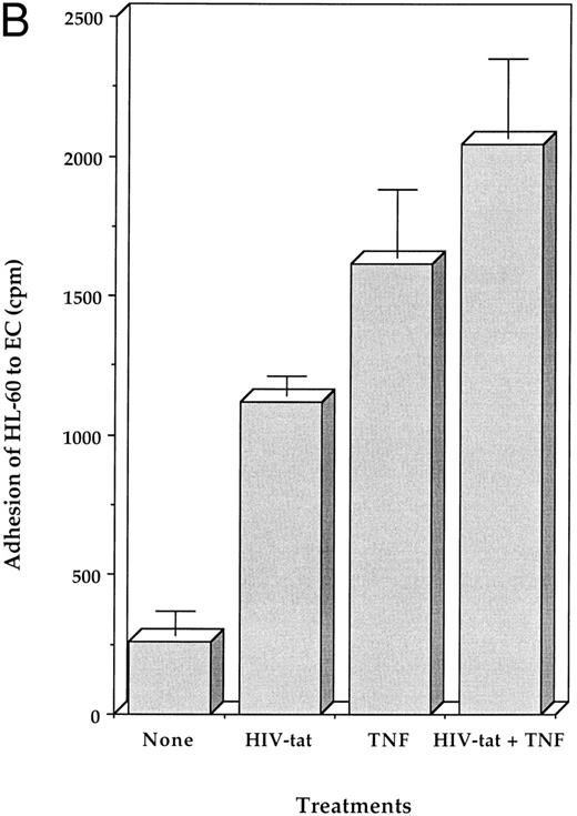 Fig. 7. (A) Neutralization of HIV-tat activity by treatment with antibodies against HIV-tat. HIV-tat protein (100 ng/mL) was incubated with different dilution of the antibody for 1 hour at room temperature before its treatment with EC. The adhesion of EC to HL-60 was tested as described in Fig 6. All determinations were made in triplicate. (B) Potentiation of HIV-tat–induced adhesion of HL-60 cells to EC by TNF. EC were incubated with either HIV-tat (1 ng/mL) or TNF (100 ng/mL) or combination for 6 hours at 37°C and then examined for adhesion to HL-60 cells as described in Fig 6. All determinations were made in triplicate.