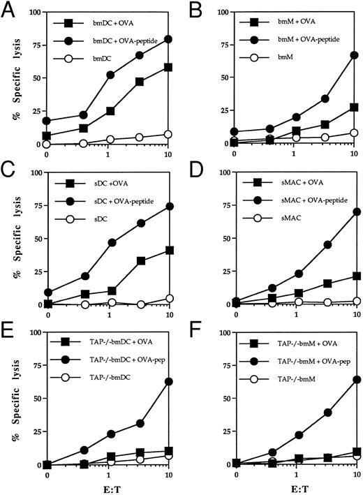 Fig. 1. Presentation of exogenous soluble ovalbumin on MHC class I molecules by DC and macrophages. DC (bmDC and sDC) and macrophages (bmM and sMac) isolated from bone marrow or spleens of C57BL/6 and TAP1° mice were incubated for 16 hours with 2 mg/mL ovalbumin or pulsed for 2 hours with synthetic OVA peptide (1 μmol/L) and used as targets in a standard 51Cr-release assay.