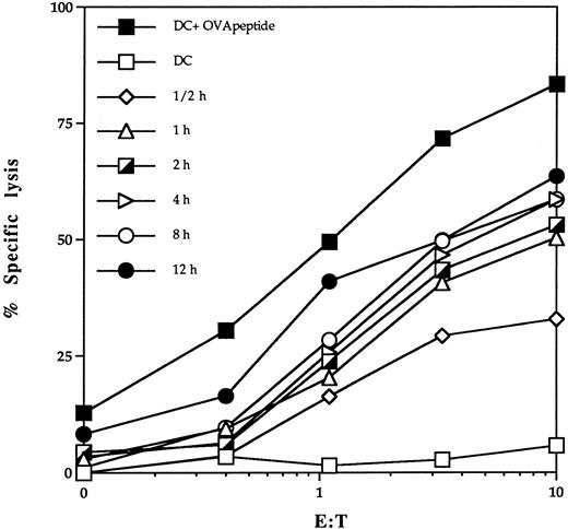Fig. 2. Kinetics of delivery of antigenic peptides derived from exogenous antigens into class I presentation pathway of DC. bmDC were cultured in the presence of 2 mg/mL ovalbumin and 20 ng/mL GM-CSF for different time periods. Lysis of bmDC pulsed with OVA protein by the OVA-specific CTL clone B3 was assessed in a standard 51Cr-release assay. DC pulsed with 1 μmol/L OVA peptide (DC + OVA peptide) or untreated DC (DC) were included as a control.