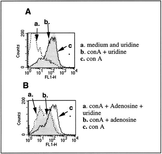 Fig. 5. Uridine does not reverse inhibitory effects of adenosine on TCR-triggered CD25 upregulation. (A) CD25 levels were evaluated on T lymphocytes from DBA-2 mouse splenocytes that were stimulated with 4 μg/mL con A for 8 hours in the presence (arrow b) or absence (arrow c) of 200 μmol/L uridine. Arrow a represents the level of CD25 in the unstimulated cells with or without uridine. (B) Inhibition of con A-induced CD25 expression of 100 μmol/L adenosine is not reversed by the presence of uridine. Arrow a shows the inhibited expression of CD25 in con A-stimulated cells in the presence of both adenosine and uridine. Arrow b shows the inhibited expression of CD25 in con A-stimulated cells in the presence of adenosine. Arrow c shows the expression of CD25 in con A-stimulated cells in the absence of both adenosine and uridine. No coformycin or NBTI was used in this experiment. NBTI was omitted to allow the transport of uridine across cell membranes.