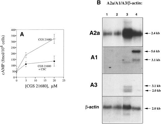 Fig. 8. Identification of A2a receptors as the major type of adenosine receptor in mouse T lymphocytes. (A) Pharmacologic identification of A2a receptor as the major adenosine receptor in T lymphocytes. Specific A2a receptor agonist CGS21680 triggered cAMP accumulation in DBA-2 splenocytes, whereas specific A2a receptor antagonist CSC inhibited effects of CGS21680. DBA-2 mouse splenocytes (at 5 × 106 cells/mL, 200 μL per well) were preincubated with or without 20 μmol/L CSC and then incubated with different concentrations of CGS21680 at 37°C for 60 minutes. cAMP PDE inhibitor (50 μmol/L), IBMX, was included to prevent catabolism of accumulated cAMP. The levels of cAMP were estimated by enzyme-linked immunoassay as described in the Materials and Methods. (B) A2a mRNA, but not the A1 or A3 mRNA, is the major expressed adenosine receptor message in DBA-2 lymphocytes. Mouse T-cell mRNA was isolated and analyzed as described in the Materials and Methods. The A2a receptor message (2.4-kb transcript) is detected in the poly A RNA samples from mouse splenocytes, lane 1; lymph node cells, lane 2; mastocytoma cell RNA, lane 3; and mouse brain RNA, lane 4. The A1 and A3 mRNA messages were detected only in positive controls, mouse brain RNA and mastocytoma cell RNA, respectively.