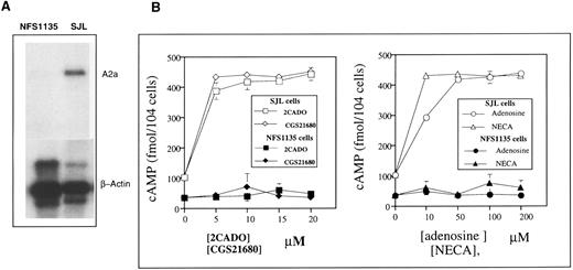Fig. 9. The extracellular adenosine-triggered cAMP accumulation in mouse lymphoma cells correlates with expression of A2a receptors. (A) Mouse lymphoma cells SJL but not NFS1135 cells express A2a receptor mRNA. The isolation of mRNA and Northern blot studies were performed as described in the Materials and Methods. (B) The A2a receptor expressing SJL cells but not A2a receptor-negative NFS1135 cells accumulate cAMP after incubation with different concentrations of adenosine or adenosine analogs NECA, 2CADO, and CGS21680.