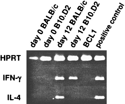 Fig. 5. Detection of mRNA production by RT-PCR in untreated mice. At day 0 and 12 after BCL1 inoculation, splenic T cells from BALB/c and B10.D2 mice were isolated and their RNA extracted for analysis. They were probed for the presence of IL-4 and IFN-γ messages in RT-PCR. HPRT was used as positive control.