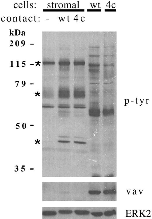 Fig. 1. Contact with RAMOS B cells increases tyrosine phosphorylation of multiple bone marrow stromal cell proteins. Stromal cells were incubated in medium alone (−) or in contact with RAMOS-wt (wt) or RAMOS-4c (4c) cells for 5 minutes at 37°C. Cells not in contact were aspirated and discarded. Stromal cells and RAMOS cells were then collected separately, lysed, and electrophoresed as detailed in the Materials and Methods. Twenty-five micrograms of stromal cell or RAMOS protein were electrophoresed in each lane. (Upper panel) Antiphosphotyrosine immunoblotting. (Middle panel) Anti-vav immunoblotting. (Lower panel) Anti-ERK2 immunoblotting. Asterisks indicate the major stromal cell proteins demonstrating consistent increases in tyrosine phosphorylation in greater than 20 individual experiments.