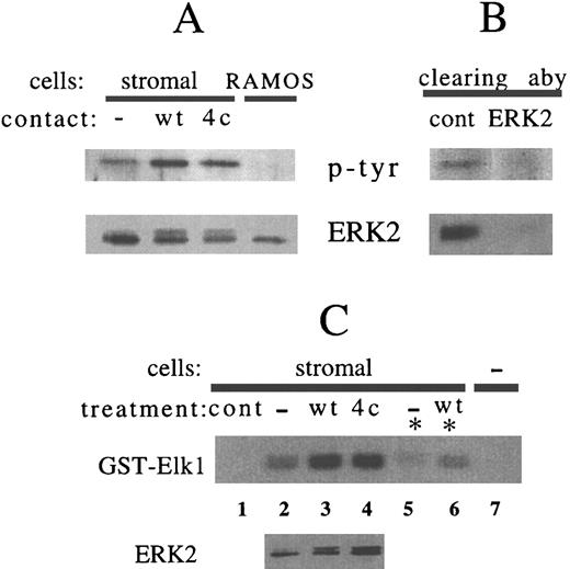 Fig. 2. Contact with RAMOS-wt or RAMOS-4c increases phosphorylation of stromal cell ERK2. Stromal cells were incubated in medium alone (−) or in contact with RAMOS-wt (wt) or RAMOS-4c (4c) for 5 minutes at 37°C. Stromal cells and RAMOS cells were collected separately and lysed as detailed in the Materials and Methods. (A and B) Lysates were incubated with antibody-coated protein A sepharose overnight at 4°C. Sepharose beads were sedimented by centrifugation for 10 seconds. The supernatant lysate was removed from selected samples and then immunoprecipitates were washed, eluted, and electrophoresed. (A) Anti-ERK2 immunoprecipitates. RAMOS represents immunoprecipitation of a pool of equal amounts of RAMOS-wt and RAMOS-4c lysate. (B) Supernatant lysates removed from rabbit antimouse IgG (cont) or anti-ERK2 immunoprecipitations of stromal cells after RAMOS-wt contact. (Upper panels) Antiphosphotyrosine immunoblotting. (Lower panels) Anti-ERK2 immunoblotting. (C) Lane 1 (cont) represents control glutathione sepharose (lacking GST-Elk1) incubated with stromal cell lysate. Lanes 2 through 4 represent lysate from stromal cells, stromal cells in contact with RAMOS-wt, and stromal cells in contact with RAMOS-4c subjected to solid-phase kinase assay using GST-Elk1 as a substrate (upper panel) or immunostained with anti-ERK2 (lower panel). For lanes 5 and 6, lysates were precleared by immunoprecipitation with anti-ERK2 (*) before incubation with GST-Elk-1-sepharose. Lane 7 represents Elk1-GST sepharose not incubated with lysate. Autoradiography of γ32P-GST-Elk1 represents 10 minutes of exposure. Results are representative of three (A and B) and two (C) individual experiments.