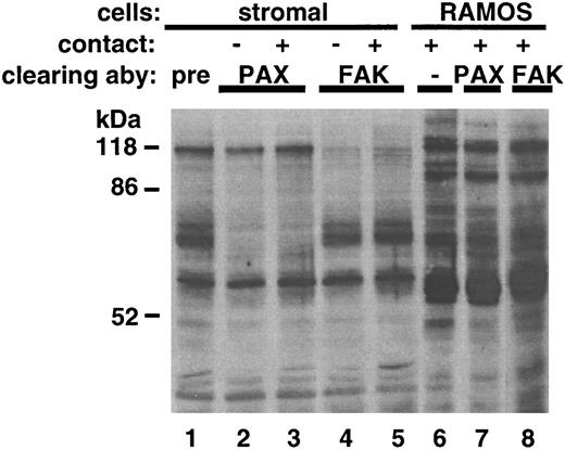Fig. 4. Immunoprecipitation with FAK and paxillin antibodies removes major phosphorylated bands from stromal cell, but not RAMOS cell lysate. Stromal cells were incubated in medium alone (−) or with RAMOS cells (+) for 5 minutes at 37°C. Stromal cells and RAMOS cells were collected separately, lysed, and incubated with antibody-coated protein A sepharose overnight at 4°C as described in the Materials and Methods. Sepharose beads were sedimented by centrifugation for 10 seconds. The supernatant lysate was removed, electrophoresed through 10% SDS gels, and immunoblotted with antiphosphotyrosine. Lanes represent original lysate (lane 6) or supernatant lysates removed from preimmune rabbit IgG (lane 1), antipaxillin (lanes 2, 3, and 7) or anti-FAK (lanes 4, 5, and 8) immunoprecipitations. Stromal cells in contact (+) were equal protein amounts pooled from stromal cells incubated with RAMOS-wt or RAMOS-4c. RAMOS cells were equal protein amounts pooled from samples containing RAMOS-wt and RAMOS-4c. Results are representative of three individual experiments.