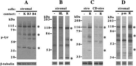 Fig. 5. Specificity of enhanced tyrosine phosphorylation in stromal cells. Stromal cells were incubated for 5 minutes at 37°C and collected, electrophoresed, and immunoblotted as detailed in the Materials and Methods. (A) Stromal cells incubated in medium alone (−) or after contact with KM-3 (K), BLIN-3 (B3), or BLIN-4 (B4) cells. (B) Stromal cells incubated in medium alone (−) or in contact with HL-60 cells (HL) or RAMOS-4c (R). (C) Untreated stromal cells (stro) or cytochalasin D-treated stromal cells (CD-stro) incubated in medium alone (−) or with RAMOS-wt (R). (D) Stromal cells incubated in medium alone (−), with polystyrene microspheres (pm), or with RAMOS-wt (R). Blots were probed with antiphosphotyrosine (upper panels), stripped, and reprobed with anti–β-tubulin (lower panels). Asterisks indicate the major stromal cell proteins demonstrating increases in tyrosine phosphorylation after RAMOS contact. (A), (B), (C), and (D) are representative of 3, 6, 3, and 1 individual experiments, respectively.