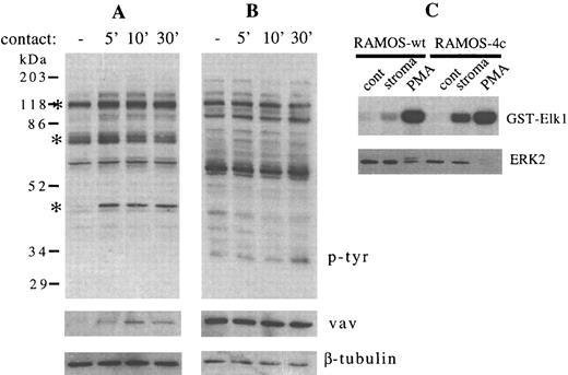 Fig. 6. Contact between RAMOS-wt and stromal cells does not change the phosphotyrosine profile of RAMOS-wt, but enhances Elk1-bound kinase activity. Stromal cells and RAMOS-wt cells were incubated at 37°C, collected, lysed, electrophoresed, and immunoblotted as detailed in the Materials and Methods. (A) Stromal cells in medium for 5 minutes (−) or in contact with RAMOS-wt for the times indicated (in minutes). (B) RAMOS-wt cells in medium (−) or in contact with stromal cells for the times indicated (in minutes). (Upper panel) Antiphosphotyrosine immunostaining. (Middle panel) Anti-vav immunostaining. (Lower panel) Anti–β-tubulin immunostaining. Asterisks indicate the major stromal cell protein species demonstrating consistent increases in tyrosine phosphorylation. (C) RAMOS cells were incubated in medium alone (cont), on stromal cells (stroma), or with 20 ng/mL phorbol 12-myristate 13-acetate (PMA) for 5 minutes at 37°C. Lysates were assayed by solid-phase kinase assay (γ32P-GST-Elk1, 3.5 hours of exposure, upper panel) or by immunostaining with anti-ERK2 (lower panel) as detailed in the Materials and Methods. Data in (C) were obtained in the same experiment as Fig 2C. Results are representative of three (A and B) and two (C) individual experiments.