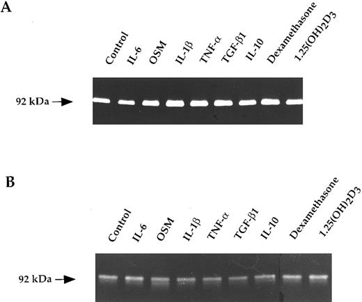 Fig. 2. Gelatin zymograms of purified myeloma cells (A) and RPMI-8226 cells (B) treated with cytokines and hormones. Myeloma cells (1.25 × 104/100 μL) were untreated (control) or exposed to IL-6 (10 ng/mL), OSM (10 ng/mL), IL-1β (10 ng/mL), TNF-α (10 ng/mL), TGF-β (10 ng/mL), IL-10 (10 ng/mL), dexamethasone (10−6 mol/L), or 1.25(OH)2D3 (10−8 mol/L) for 48 hours. Corresponding culture supernatants (15 μL) were subjected to gelatin zymography.