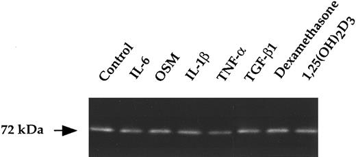 Fig. 4. Gelatin zymogram of BMSC treated with cytokines or hormones. BMSC (1.5 × 104/100 μL) were untreated (control) or exposed to IL-6 (10 ng/mL), OSM (10 ng/mL), IL-1β (10 ng/mL), TNF-α (10 ng/mL), TGF-β (10 ng/mL), dexamethasone (10−6 mol/L), or 1.25(OH)2D3 (10−8 mol/L) for 48 hours. Corresponding culture supernatants (15 μL) were subjected to gelatin zymography.