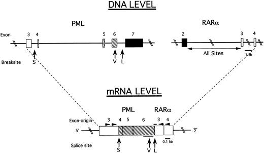 Fig. 1. Intron-exon structure of relevant PML and RARα gene regions and the generation of three PML-RARα mRNA types in APL. (DNA Level) Solid lines indicate introns and rectangles indicate exons. (□), exons preserved in all measured PML-RARα mRNA transcripts; (▪), exons excluded from all PML-RARα mRNA transcripts; (▧), exons present in L-form and V-form but not S-form PML-RARα mRNA transcripts. The vertical arrows indicate the three breakpoint cluster regions of the PML gene as follows: S-form (S) in intron 3 (bcr3); V-form (V), variably, in the distal half of exon 6 (bcr2); and L-form (L) in intron 6 (bcr1). The RARα gene is consistently broken in intron 2, labeled “All Sites.” (mRNA Level) Joined rectangles show how exons are spliced together to form three types of PML-RARα mRNA at the splice junctions indicated by the vertical arrows. The thin horizontal line below the rectangles indicates the sites of variable breakage in exon 6 in V-form cases. The thick horizontal line above the rectangles indicates the site of the oligonucleotide hybridization probe that spans the PML exon 6 RARα exon 3 junction in L-form cases. The arrowheads indicate the approximate sites of PCR primers used to amplify all three types of PML-RARα mRNA.
