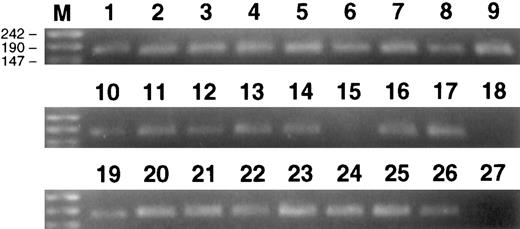 Fig. 3. Ethidium bromide-stained gels showing 174-bp male-specific product from PCR amplification of DNA from CD4+ and CD8+ cells purified from the blood of female animals A89163 and A91382 that had been transplanted with purified CD34+ Lin− marrow cells from their male siblings. Positive controls, 105 PBL from male baboon (lanes 1, 10, and 19); negative controls, 105 PBL from female baboon (lane 15); water, no DNA, control (lanes 18 and 27); 100 CD8+ PBL from A89163 (lanes 2 through 5); 100 CD4+ PBL from A91382 (lanes 6 through 9); 10 CD8+ PBL from A89163 (lanes 11 through 14); 10 CD4+ PBL from A91382 (lanes 16 and 17); 10 CD4+ PBL from A91382 (lanes 20 through 22); 10 CD8+ PBL from A91382 (lanes 23 through 26). Lane M contains DNA molecular weight markers (molecular weight markers VIII; Boehringer Mannheim).