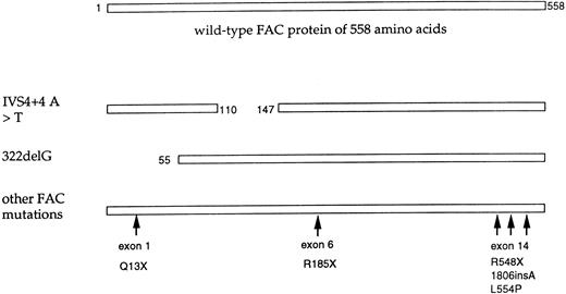 Fig. 1. Mutations of the FAC polypeptide found in patients with FA. The wild-type FAC protein (558 amino acids) is shown schematically at the top. The indicated FAC alleles are also shown. The IVS4+4 A < T mutant allele encodes a protein with an in-frame deletion of 37 amino acids.8091 The 322delG has a frame shift mutation in exon 1.77 This allele encodes an amino terminal truncated FAC protein with translation reinitiation from methionine 55.81 The IVS4+4 A < T mutation and 322delG account for approximately 75% of FAC mutations. Less common mutant alleles of FAC are also shown. At least three of these mutations fall in exon 14, encoding the carboxy terminus of the FAC protein. An allele with a C to T nucleotide substitution at base 808 (exon 6) is predicted to encode a protein with premature termination at amino acid 185.83 The 1806insA mutation is predicted to encode a truncated protein of 526 amino acids.86 A nucleotide substitution of T to C, at base 1913, encodes a protein with an (L554P) mutation.77 Recent studies suggest that this mutant protein is expressed in FAC cell lines91 and has dominant negative activity when overexpressed.94 This allele is the only known missense mutant and suggests that the carboxy terminus of FAC has functional relevance (see text). The relative frequency of these various FAC alleles has recently been described.82