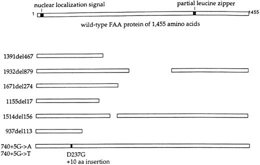 Fig. 3. Mutations of the FAA polypeptide. The wild-type FAA protein (1455 amino acids), predicted from the cloned FAA cDNA,108109 is shown schematically at the top. The protein contains a putative bipartite nuclear localization signal at the N-terminus and an incomplete leucine zipper. The indicated FAA alleles are shown at the left. The mutant FAA polypeptides, predicted by the mutant alleles, are shown schematically. A mutant protein with an in-frame deletion is predicted by the 1514(del)156 allele. Detection of these predicted mutant proteins in FA(A) cells awaits the generation of an FAA specific antiserum.