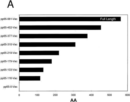 Fig. 2. (A) Carboxyl terminal truncations of pp65 localize CTL epitope to a single region. Restriction fragments of pp65 were subcloned into pSC11MCS, and vaccinia viruses were made by techniques discussed in Materials and Methods. The size of the insert in “AA” is indicated by the length of the bars. (B) Identification of boundaries for location of CTL epitope. Either HLA A2 matched (•) or mismatched (×) EBVLCL targets were infected with the series of vaccinia viruses shown in (A). A standard CRA was performed using 10,000 targets at an E:T of 10.