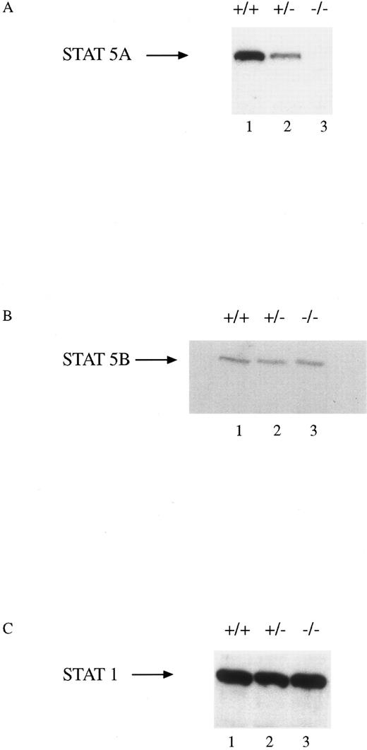 Fig. 1. STAT5A protein expression in BM-derived macrophages from WT, HZ, and STAT5A null mice. Extracts (30 μg of protein per lane) of BM-derived macrophages from WT (+/+; lane 1), HZ (+/−; lane 2), and null (−/−; lane 3) mice were analyzed by SDS-PAGE followed by immunoblotting with (A) anti-STAT5A, (B) anti-STAT5B, or (C) anti-STAT1 as described in Materials and Methods. The membranes were developed by enhanced chemiluminescence.