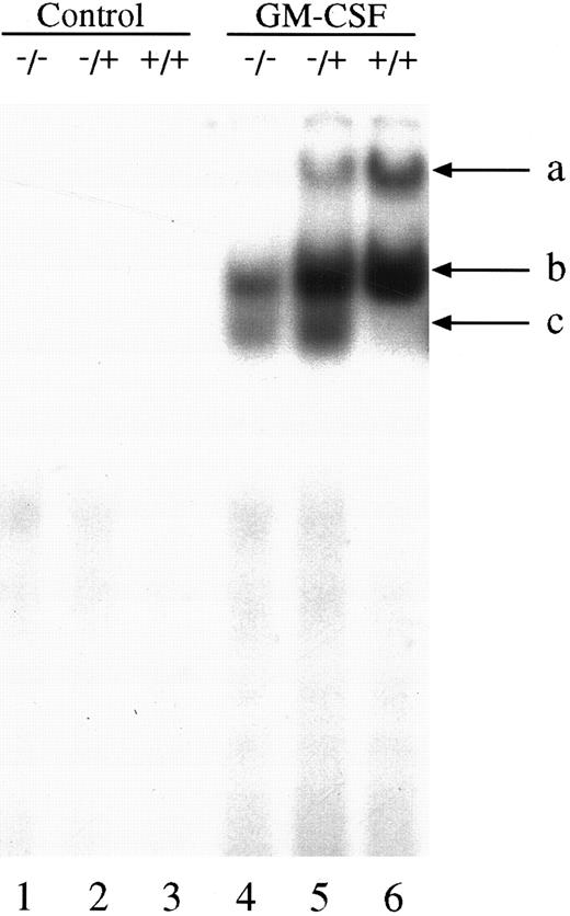 Fig. 2. GM-CSF induction of GAS-binding complexes in BM-derived macrophages from STAT5A null, HZ, and WT mice. BM-derived macrophages from null (−/−; lanes 1 and 4), HZ (+/−; lanes 2 and 5), and WT (+/+; lanes 3 and 6) mice were incubated with either medium (lanes 1-3) or 10 ng/mL of GM-CSF (lanes 4-6) for 15 minutes at 37°C, and whole cell extracts (5 μg of protein per lane) were analyzed by EMSA using the 32P-labeled β-casein probe as described in Materials and Methods. Arrows labeled a, b, and c indicate the uppermost, middle, and lowermost bands containing GAS-binding complexes, respectively.