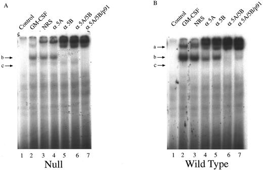 Fig. 3. Characterization of the GAS-binding STAT protein complexes in GM-CSF–stimulated BM-derived macrophages from STAT5A null, WT, and HZ mice. BM-derived macrophages from null (A), WT (B), and HZ (C) mice were incubated with either medium (lane 1) or 10 ng/mL of GM-CSF (lanes 2-7) for 15 minutes at 37°C, and whole-cell extracts (5 μg of protein per sample) were analyzed by EMSA using the 32P-labeled β-casein probe as described in Materials and Methods. Extracts were preincubated with NRS (which resulted in a nonspecifically displaced band near the top of the gel) or the indicated anti-STAT antibodies before the addition of the probe. Arrows labeled a, b, and c indicate the uppermost, middle, and lowermost bands containing GAS-binding complexes, respectively. α5A, anti-STAT5A; α5B, anti-STAT5B; αp91, anti-STAT1.