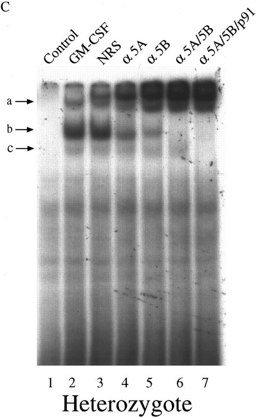 Fig. 3. Characterization of the GAS-binding STAT protein complexes in GM-CSF–stimulated BM-derived macrophages from STAT5A null, WT, and HZ mice. BM-derived macrophages from null (A), WT (B), and HZ (C) mice were incubated with either medium (lane 1) or 10 ng/mL of GM-CSF (lanes 2-7) for 15 minutes at 37°C, and whole-cell extracts (5 μg of protein per sample) were analyzed by EMSA using the 32P-labeled β-casein probe as described in Materials and Methods. Extracts were preincubated with NRS (which resulted in a nonspecifically displaced band near the top of the gel) or the indicated anti-STAT antibodies before the addition of the probe. Arrows labeled a, b, and c indicate the uppermost, middle, and lowermost bands containing GAS-binding complexes, respectively. α5A, anti-STAT5A; α5B, anti-STAT5B; αp91, anti-STAT1.