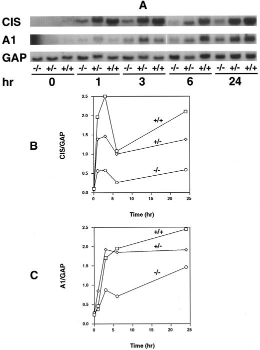 Fig. 5. Northern analysis of CIS and A1 mRNA induction in BM-derived macrophages. RNA was isolated from BM-derived macrophages from WT (+/+), HZ (+/−), and null (−/−) mice that had been treated for the indicated time periods with GM-CSF (10 ng/mL), and Northern analysis performed as described in Materials and Methods. The membrane was sequentially probed with CIS, A1, and GAPDH (GAP) probes (A). CIS (B) and A1 (C) mRNA levels normalized to levels of GAPDH (GAP) mRNA were plotted as a function of duration of GM-CSF exposure.