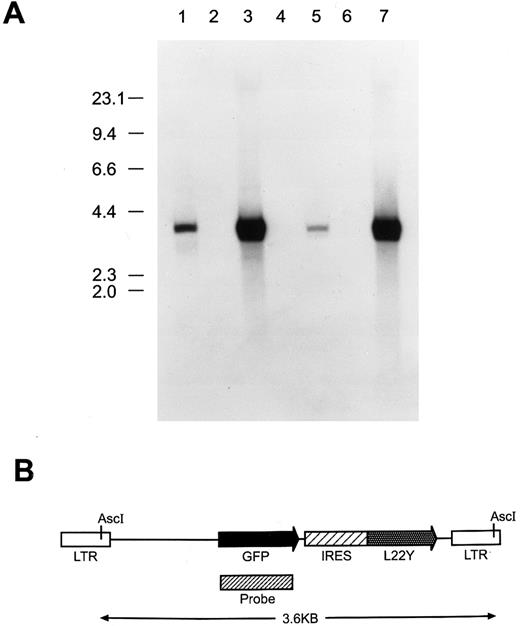 Fig. 1. (A) Southern blot analysis to assess proviral integrity and copy number in cells genetically modified with the MGirL22Y retroviral vector. Genomic DNA from cells was restricted with Asc I which cuts once within each viral LTR, liberating the full-length, 3.6-kb retroviral genome. DNAs analyzed (15 μg) in each lane are: 1, GP + E86 DNA containing 50 pg of the MGirL22Y vector plasmid DNA; 2, GP + E86; 3, GP + E86-derived MGirL22Y viral producer; 4, NIH 3T3; 5, GFP vector-transduced NIH 3T3; 6, CD24 vector-transduced BM; 7, GFP vector-transduced BM. The migration patterns of the molecular-weight markers are shown at left. (B) Schematic of the MGirL22Y retroviral vector which consists of the MSCV retroviral backbone containing the coding sequence of GFP followed by an internal ribosomal entry site (IRES or ir) from the encephalomyocarditis virus linked to a mutant dihydrofolate reductase gene (L22Y). The designated probe region depicts the fragment used in the Southern analysis.
