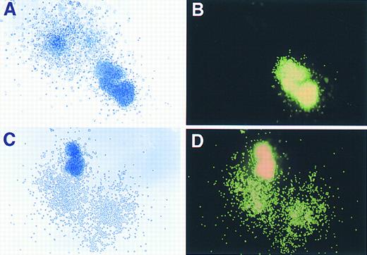 Fig. 3. Phase contrast and fluorescence microscopy evaluation of GFP expression in murine hematopoietic colonies. (A) and (C) show colonies, derived from marrow transduced with the GFP vector, as visualized under phase contrast (original magnification × 80), while (B) and (D) demonstrate the same colonies under fluorescence microscopy performed on the identical fields shown in (A) and (C).