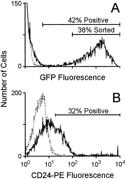 Fig. 4. Flow cytometric analysis of GFP and CD24 expression in BM cells transduced with either the MGirL22Y vector or the CD24 vector. (A) Evaluation of GFP expression in BM cells 24 hours after completion of the transduction period. The broken line indicates the fluorescence profile of unstained, CD24-transduced control marrow while the solid line indicates the fluorescence profile of the GFP-transduced marrow. The extremely high level of fluorescence of the GFP-expressing cells necessitated the use of lower fluorescence amplification when analyzing for GFP expression. The proportion of positive cells in the population as well as the population expressing high levels of GFP that was FACS purified is shown. (B) Evaluation of CD24 expression in BM cells 24 hours after completion of the transduction period. The broken line indicates the fluorescence profile of GFP-transduced control marrow stained with an anti-CD24 antibody while the solid line indicates the fluorescence profile of the CD24-transduced marrow. The proportion of positive cells in the CD24-transduced population is shown.