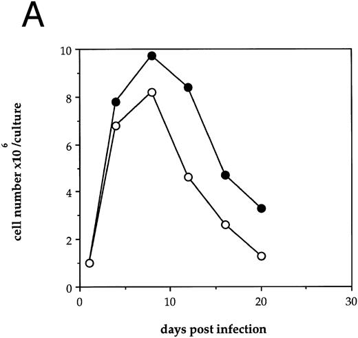 Fig. 1. Effects of HIV-1 infection on growth of human LTBMC. (A) Growth curves of HIV-1–infected and –uninfected LTBMC. The total number of cells present in duplicate LTBMC are depicted. (○) Represent the cell numbers for the HIV-1–infected culture, (•) represent the cell numbers for the uninfected culture. (B) Numbers of cells in HIV-1–infected and –uninfected LTBMC. The total numbers of cells present in LTBMC cultured on nontransduced, primary human stroma 3 weeks after infection with HIV-1 (□) or uninfected (▪) were counted. The figure shows results from three independent experiments. (C) Numbers of CFU in HIV-1–infected and –uninfected LTBMC. The total numbers of clonogenic CFU progenitors from the same three sets of LTBMC depicted in (B) were assayed 3 weeks after infection with HIV-1 (□) or uninfected (▪).