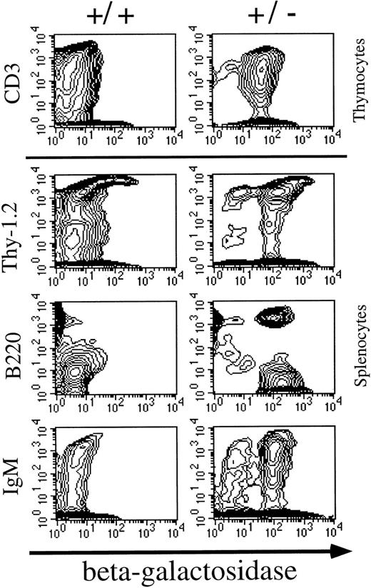 Fig. 1. Flow cytometric analysis of β-galactosidase expression in thymocytes and splenocytes. Mll is expressed in both CD3low and CD3high thymocytes. A small population of CD3 high thymocytes was β-galactosidase negative. Most B220 positive cells expressed Mll and the majority of IgM positive cells expressed Mll.