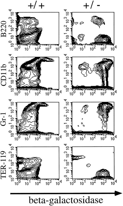 Fig. 2. Flow cytometric analysis of β-galactosidase expression in bone marrow. Mll is expressed in B lymphocytes (B220 positive), and myeloid cells (Gr-1 and CD11b positive), but is not expressed in erythroid cells (Ter 119 positive).