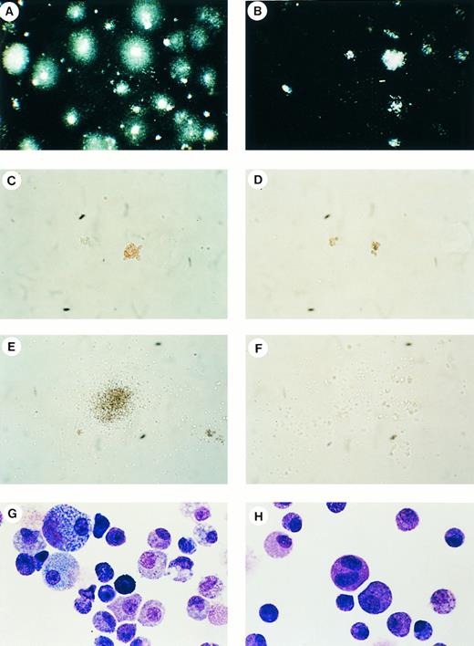 Fig. 5. E10.5 Yolk sac hematopoiesis. (A and B) Dark-field illumination of Mll +/+ (A) or Mll −/− (B) colonies from dissociated yolk sacs cultured for 9 days in methylcellulose media containing IL3, IL-6, and stem cell factor (original magnification × 3.7). (C and D) Colonies with CFU-E morphology in Mll +/+ (C) or Mll −/− (D) cultures grown for 5 days in methylcellulose media containing recombinant erythropoietin (original magnification × 134). (E and F ) Colonies with CFU-GM morphology in Mll +/+ (E) or Mll −/− (F ) cultures grown for 5 days in methylcellulose media containing recombinant IL3, IL6, and stem cell factor. The Mll −/− colony is small and poorly formed (original magnification × 67). (G and H) Maturing myeloid elements and macrophages in Wright-Giemsa–stained smear preparations from Mll +/+ (G) and Mll −/− (H) cultures after 10 days in culture (original magnification × 810).