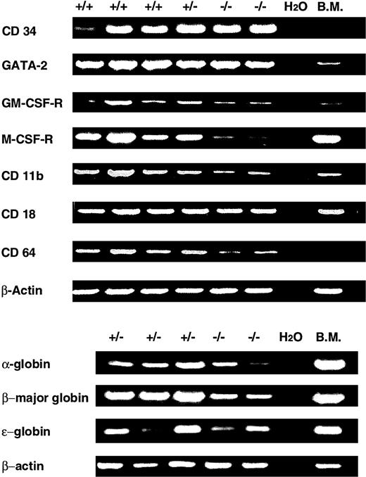 Fig. 7. RT-PCR analysis of yolk sac colonies cultured for 7 days in methylcellulose media containing IL-3, IL-6, stem cell factor, and GM-CSF (top) or IL3-, IL-6, stem cell factor, and erythropoietin (bottom). B.M., control PCR reaction performed on adult murine bone marrow cDNA. The control reaction for ε globin was performed on E10.5 embryo cDNA.