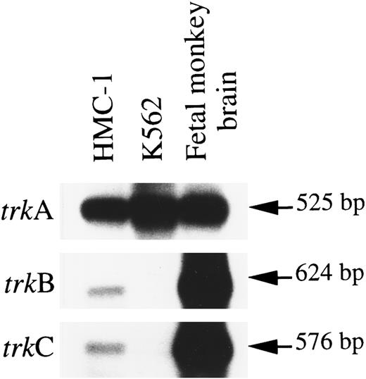 Fig. 1. Expression of mRNA transcripts encoding trkA, trkB, and trkC genes in the HMC-1 mast cell line, the K-562 chronic myelogenous leukemia cell line, and fetal monkey brain tissue. The cDNA was synthesized from total RNA by reverse transcriptase and amplified by PCR using two degenerate oligonucleotide primers A and B. The identity of the PCR products was confirmed by Southern blot analysis using 32P-labeled human trkA, monkey trkB, and monkey trkC probes.