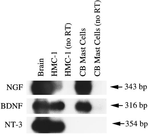Fig. 11. Expression of mRNA transcripts for NGF, BDNF, and NT-3 in human brain, HMC-1 cells, and human umbilical cord blood-derived mast cells (99% purity according to staining for tryptase). Poly A+ mRNA (human brain) or total RNA treated with DNase I (for both HMC-1 cells and human umbilical cord blood-derived mast cells) and heparinase I (for human umbilical cord blood-derived mast cells only) was reverse transcribed. The cDNAs were amplified using specific human NGF primers (T and U), BDNF primers (V and W), and NT-3 primers (X and Y). As a negative control for genomic DNA contamination, DNase I-treated RNAs from HMC-1 cells and from human umbilical cord blood-derived mast cells were amplified by PCR without the reverse transcription procedure (as shown in lanes labeled as “no RT”). The resulting PCR products were analyzed by Southern hybridization using 32P-labeled cDNA probes.