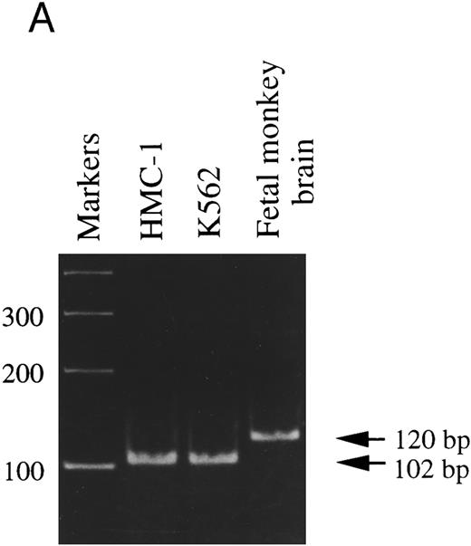 Fig. 2. RT-PCR analysis to detect: (A) alternatively spliced trkA mRNA isoforms in HMC-1 cells, K-562 cells, and fetal monkey brain tissue, (B) the expression of truncated isoforms of trkB and trkC in human substanta nigra and HMC-1 cells, and (C) the expression of p75 mRNA transcripts in HMC-1 cells, Hs294T cells, and fetal monkey brain tissue. The cDNAs were synthesized from total RNA or poly A+ mRNA from each of the indicated cells or tissues by reverse transcriptase and amplified by PCR using primers C and D for trkA in (A), and primers E and F for trkB.T1 in (B), and primers G and H for truncated trkC in (B), and primers R and S for p75 in (C). The PCR products were analyzed on a 5% nondenaturing polyacrylamide gel in (A). The identity of PCR products in (B) and (C) was confirmed by Southern blot analysis using 32P-labeled monkey trkB and trkC cDNA probes in (B), and a monkey p75 cDNA probe in (C).