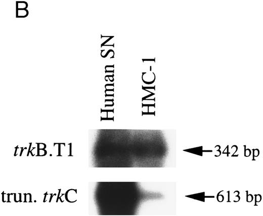 Fig. 2. RT-PCR analysis to detect: (A) alternatively spliced trkA mRNA isoforms in HMC-1 cells, K-562 cells, and fetal monkey brain tissue, (B) the expression of truncated isoforms of trkB and trkC in human substanta nigra and HMC-1 cells, and (C) the expression of p75 mRNA transcripts in HMC-1 cells, Hs294T cells, and fetal monkey brain tissue. The cDNAs were synthesized from total RNA or poly A+ mRNA from each of the indicated cells or tissues by reverse transcriptase and amplified by PCR using primers C and D for trkA in (A), and primers E and F for trkB.T1 in (B), and primers G and H for truncated trkC in (B), and primers R and S for p75 in (C). The PCR products were analyzed on a 5% nondenaturing polyacrylamide gel in (A). The identity of PCR products in (B) and (C) was confirmed by Southern blot analysis using 32P-labeled monkey trkB and trkC cDNA probes in (B), and a monkey p75 cDNA probe in (C).