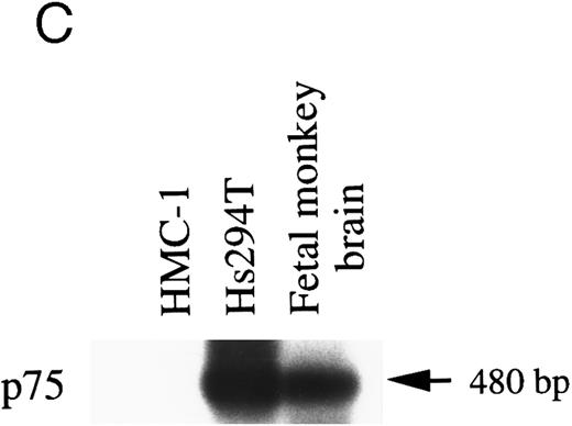 Fig. 2. RT-PCR analysis to detect: (A) alternatively spliced trkA mRNA isoforms in HMC-1 cells, K-562 cells, and fetal monkey brain tissue, (B) the expression of truncated isoforms of trkB and trkC in human substanta nigra and HMC-1 cells, and (C) the expression of p75 mRNA transcripts in HMC-1 cells, Hs294T cells, and fetal monkey brain tissue. The cDNAs were synthesized from total RNA or poly A+ mRNA from each of the indicated cells or tissues by reverse transcriptase and amplified by PCR using primers C and D for trkA in (A), and primers E and F for trkB.T1 in (B), and primers G and H for truncated trkC in (B), and primers R and S for p75 in (C). The PCR products were analyzed on a 5% nondenaturing polyacrylamide gel in (A). The identity of PCR products in (B) and (C) was confirmed by Southern blot analysis using 32P-labeled monkey trkB and trkC cDNA probes in (B), and a monkey p75 cDNA probe in (C).