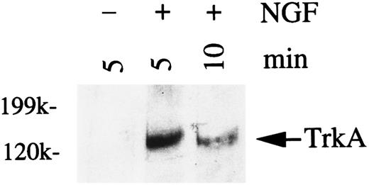 Fig. 4. Western analysis of tyrosine phosphorylation of TrkA in HMC-1 mast cells stimulated with NGF. HMC-1 cells were stimulated with NGF (200 ng/mL) for 5 or 10 minutes. TrkA was immunoprecipitated with specific anti-TrkA antibody from lysates of NGF-treated (+) or untreated (−) cells, and the immunoprecipitates were probed with the RC20 antiphosphotyrosine antibody.