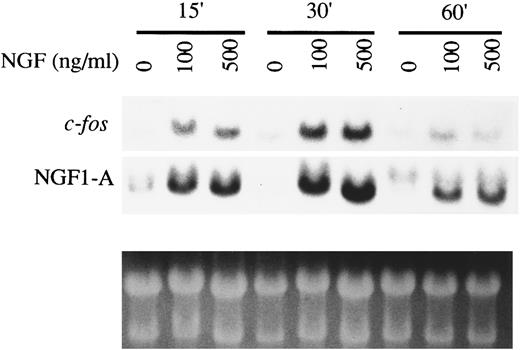 Fig. 5. Induction of expression of early response genes by NGF in HMC-1 mast cells. HMC-1 cells were stimulated with NGF, at the concentrations indicated, for 15, 30, or 60 minutes. Total RNA was extracted and Northern blots were hybridized sequentially to mouse cDNAs of c-fos and zif/268 (NGF1-A). Ethidium bromide staining was used to assess loading of RNA.