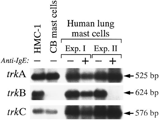 Fig. 7. Expression of mRNA transcripts encoding trkA, trkB, and trkC in HMC-1 cells, human cord blood-derived mast cells, and mast cells purified from human lungs. The cDNA was synthesized from total RNA (HMC-1) or heparinase-treated total RNA (human umbilical cord blood-derived or lung mast cells) by reverse transcriptase and amplified by PCR using degenerate oligonucleotide primers A and B. The identity of the PCR products was confirmed by Southern blot analysis using 32P-labeled human trkA, monkey trkB, and monkey trkC cDNA probes. (+) denotes specimens from cells that were sensitized with human IgE and subsequently stimulated with antihuman IgE, whereas (−) denotes specimens from cells not stimulated with antihuman IgE (see Materials and Methods for details).