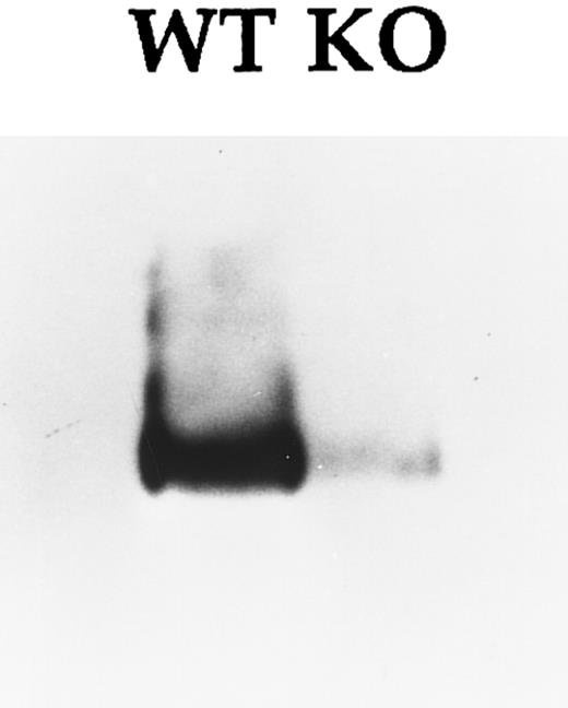 Fig. 3. Immunoblot analysis of the insoluble fraction corresponding to platelet-rich plasma from adult wild-type (WT) and NF-E2 knockout (KO) mice using anti–c-Mpl monoclonal antibody. The only reactive species noted on the blot migrates as predicted for native c-Mpl protein.