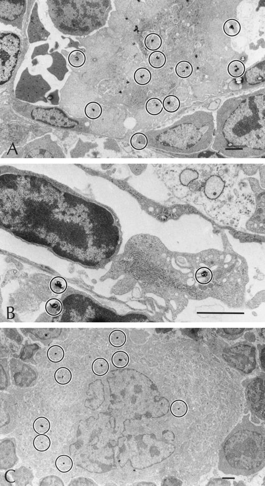 Fig. 5. Cellular localization of 125I-rTpo within the sternum of NF-E2-null and control mice analyzed by electron microscopic autoradiography. Autoradiographic silver grains associated with a large abnormal megakaryocyte from a mouse lacking p45 NF-E2 (A) or a megakaryocyte from a control mouse (C) are circled. (B) Release of an anucleate platelet-like structure, capable of binding 125I-rTpo (circle around the autoradiographic silver grain), into the vascular space of an NF-E2-null mouse. Bar, 2 μm.