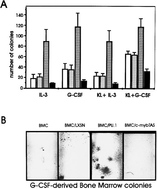 Fig. 1. Effect of ectopic PU.1 expression on the number of colonies derived from BM cells. (A) Noninfected murine BM cells (□) or cells infected with PU.1 (LXSN-PU.1) (▧), the c-myb transactivation domain in antisense orientation (LXSN-mybTAS) (▪), or the insert-less (LXSN) () retroviral constructs. After 48 hours, 2.5 × 104 cells were plated in methylcellulose in the presence of the indicated growth factors. Colonies were counted 10 days later. Error bars indicate ± SD for three independent experiments. (B) Photomicrographs of G-CSF–derived BM colonies.