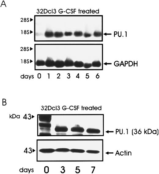 Fig. 2. Kinetics of PU.1 expression in G-CSF–treated 32Dcl3 cells. Total RNA (A) was isolated at the indicated times, and 5 μg of each sample was electrophoresed, blotted, and hybridized to a 32P-labeled PU.1 cDNA probe. Total lysate (30 μg) was used for immunoblotting (B) with the anti-PU.1 antibody.