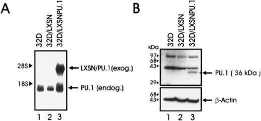 Fig. 3. (A) PU.1 mRNA expression in parental and retrovirus-infected 32Dcl3 cells. Total RNA was isolated from infected 32D/LXSN cells (lane 2) or 32D PU.1 cells (lane 3) after selection in G418, and 5 μg from each sample was electrophoresed, blotted, and hybridized to a 32P-labeled PU.1 cDNA probe. Parental 32D cells (lane 1) were used as control. Arrows indicate the position of endogenous and exogenous PU.1 mRNAs. (B) Western blot analysis of PU.1 expression in 32D/PU.1 cells. Total lysates of parental 32Dcl3 cells (lane 1), and cells infected with the LXSN retrovirus (32D/LXSN; lane 2) or with the LXSN retrovirus carrying the PU.1 cDNA (32D/PU.1, lane 3) were subjected to SDS-PAGE, transferred onto nitrocellulose, and incubated with an anti-PU.1 polyclonal antibody. The membrane was then stripped and incubated with an anti–β-actin antibody as a control for equal loading.
