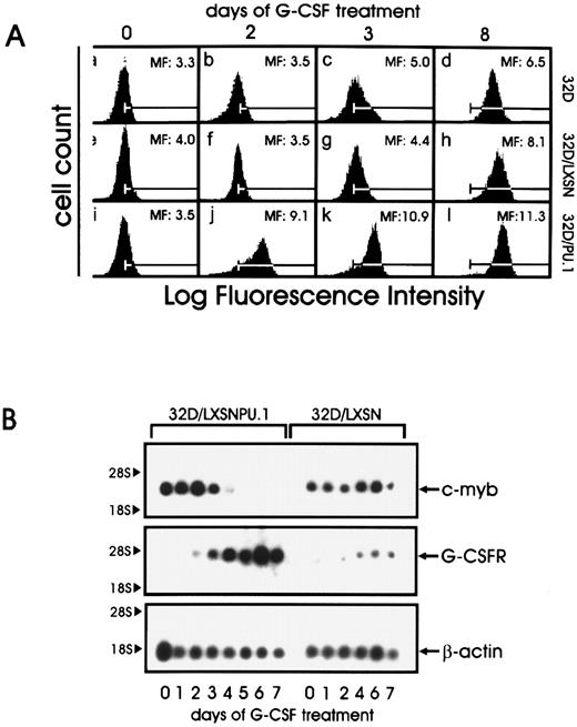 Fig. 5. (A) CD11b expression in parental and retrovirus-infected 32D cells. Cells were cultured in the presence of G-CSF for the indicated times, stained with fluoresceinated Mo1 monoclonal antibody, and analyzed by flow cytometry. Mean fluorescence intensity is shown in each panel; the bars represent the background staining of an isotype control antibody. (B) G-CSF receptor and c-myb expression during differentiation of 32D cells constitutively expressing PU.1 32D/PU.1 and 32D/LXSN cells were cultured in the presence of G-CSF. Total RNA was isolated at the indicated times, and 5 μg of each sample was electrophoresed, blotted, and hybridized to a c-myb cDNA probe. The filter was then stripped and hybridized to a G-CSF receptor cDNA and to a β-actin probe.